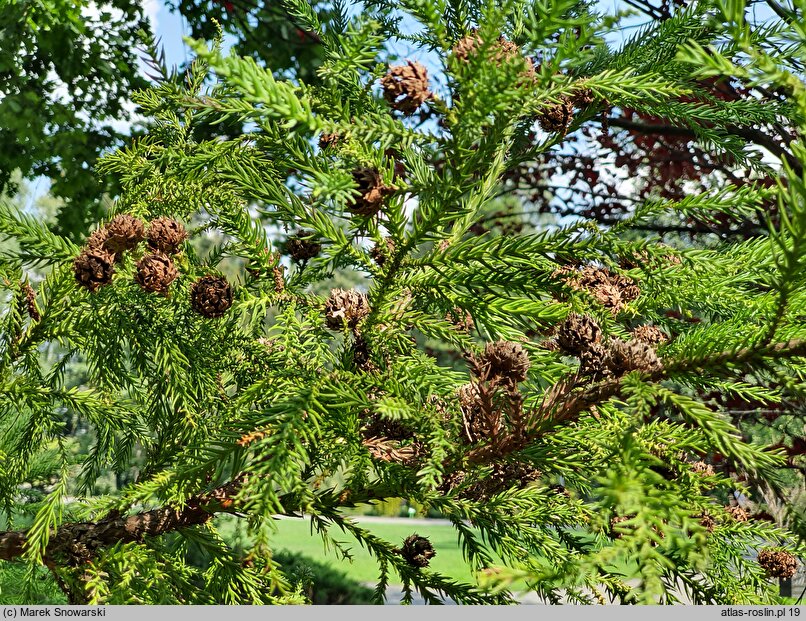 Cryptomeria japonica (szydlica japońska)