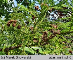 Cryptomeria japonica (szydlica japońska)