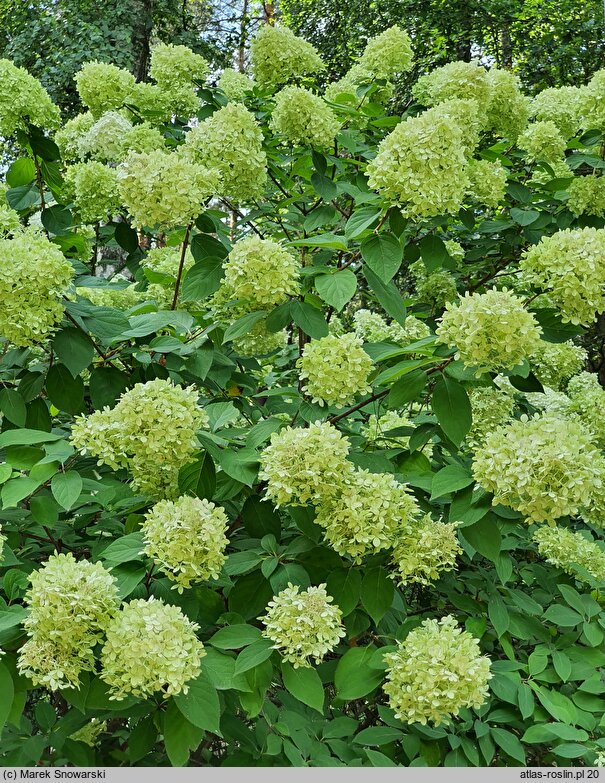 Hydrangea paniculata Limelight