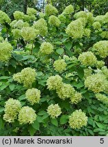 Hydrangea paniculata Limelight