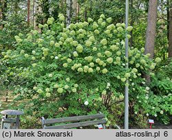 Hydrangea paniculata Limelight