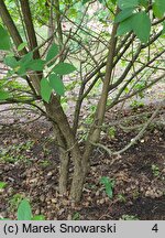 Hydrangea paniculata Limelight