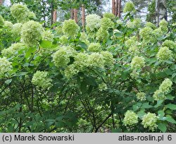 Hydrangea paniculata Limelight