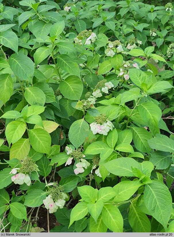 Hydrangea serrata Kurenai