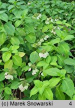 Hydrangea serrata Kurenai