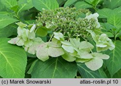 Hydrangea serrata Kurenai