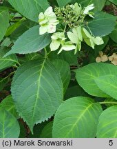 Hydrangea serrata Kurenai