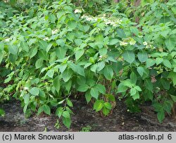 Hydrangea serrata Kurenai