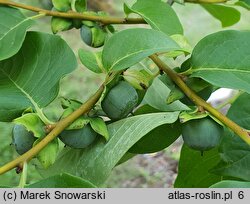 Diospyros lotus (hurma kaukaska)