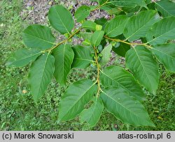 Diospyros lotus (hurma kaukaska)