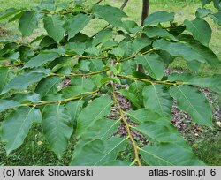 Diospyros lotus (hurma kaukaska)