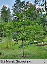 Diospyros lotus (hurma kaukaska)