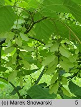 Acer tegmentosum White Tigress