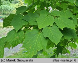 Acer tegmentosum White Tigress