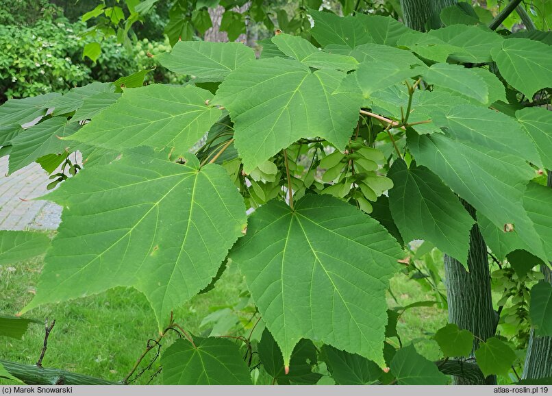 Acer tegmentosum White Tigress