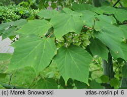 Acer tegmentosum White Tigress