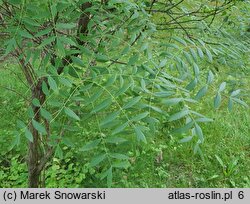 Xanthoceras sorbifolium (kasztanek jarzębolistny)
