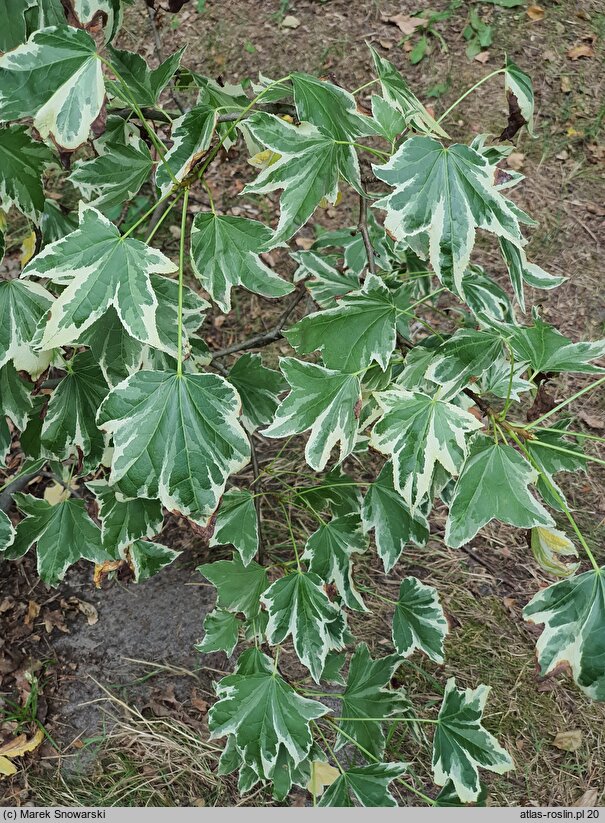 Liquidambar styraciflua Albomarginata Manon