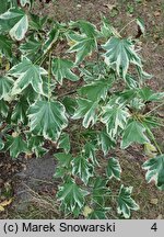 Liquidambar styraciflua Albomarginata Manon