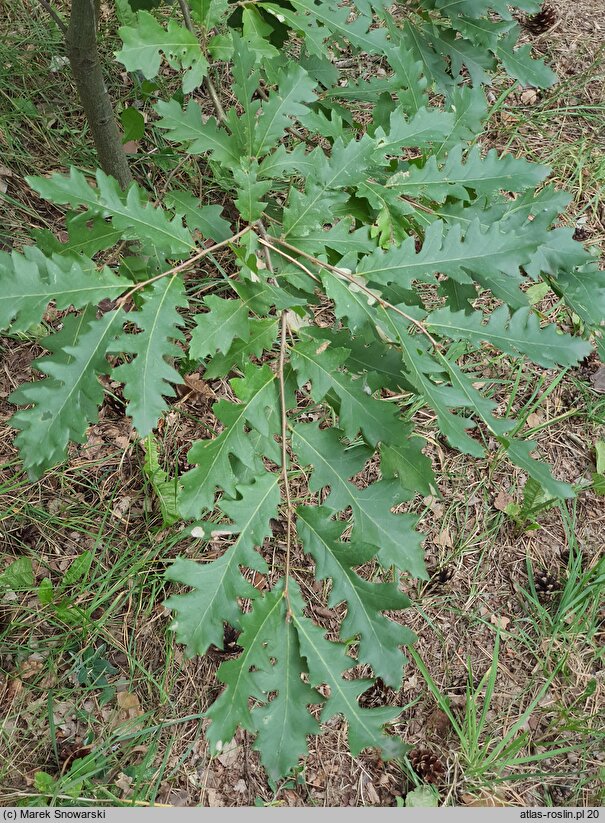 Quercus libani (dąb libański)