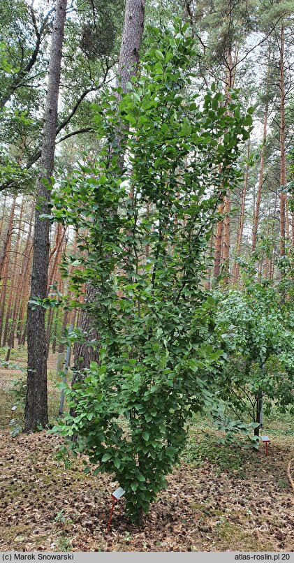 Fagus orientalis Iskander