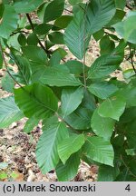 Fagus orientalis Iskander