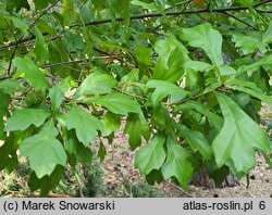 Quercus nigra (dąb wodny)