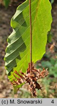 Fagus engleriana (buk Englera)