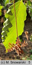 Fagus engleriana (buk Englera)