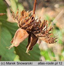 Fagus engleriana (buk Englera)