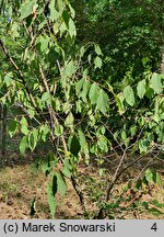 Fagus engleriana (buk Englera)