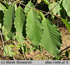 Fagus engleriana (buk Englera)