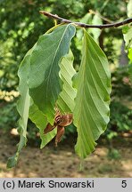 Fagus engleriana (buk Englera)