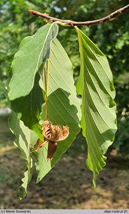 Fagus engleriana (buk Englera)