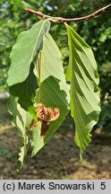 Fagus engleriana (buk Englera)