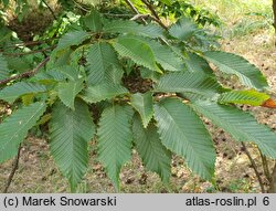 Carpinus turczaninovii (grab koreański)