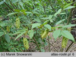 Carpinus japonica (grab japoński)