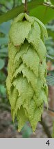 Carpinus japonica (grab japoński)