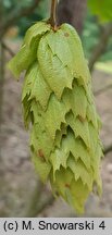 Carpinus japonica (grab japoński)