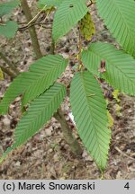 Carpinus japonica (grab japoński)