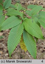 Carpinus japonica (grab japoński)