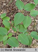 Betula lenta (brzoza cukrowa)