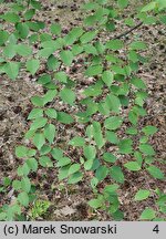 Betula lenta (brzoza cukrowa)