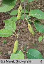 Betula lenta (brzoza cukrowa)