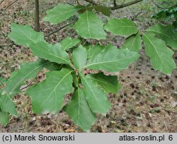 Quercus ilicifolia Tromp Ball