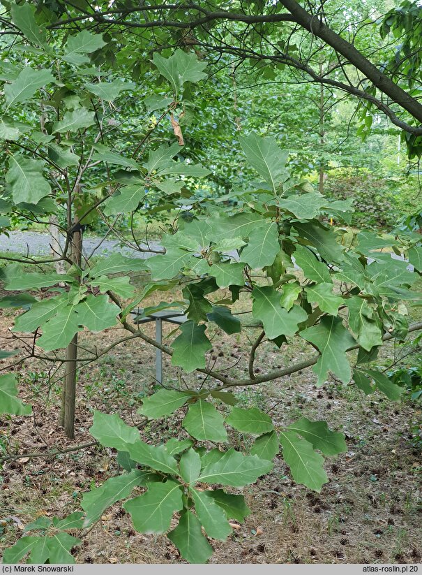 Quercus ilicifolia Tromp Ball