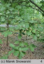 Quercus ilicifolia Tromp Ball