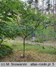 Quercus ilicifolia Tromp Ball