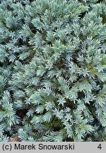 Juniperus squamata Blue Star