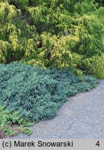 Juniperus squamata Blue Star